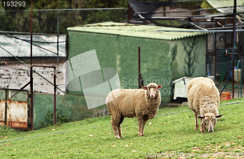 Image of Sheep