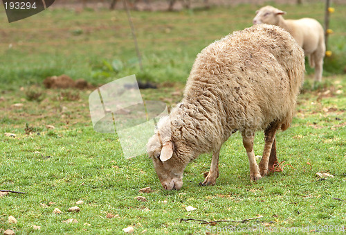 Image of Sheep