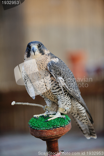 Image of arab falcon bird