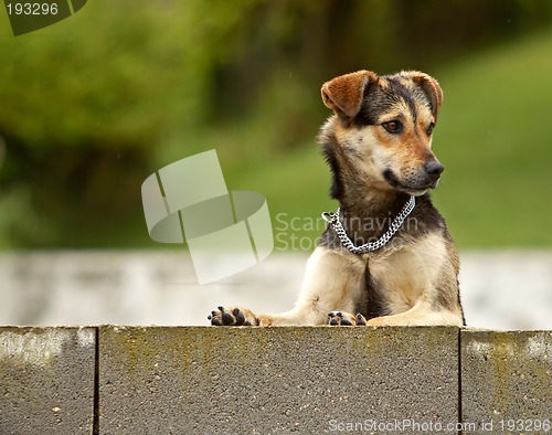 Image of Curious dog