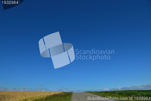 Image of wheat field with blue sky in background