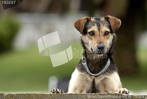 Image of Curious dog