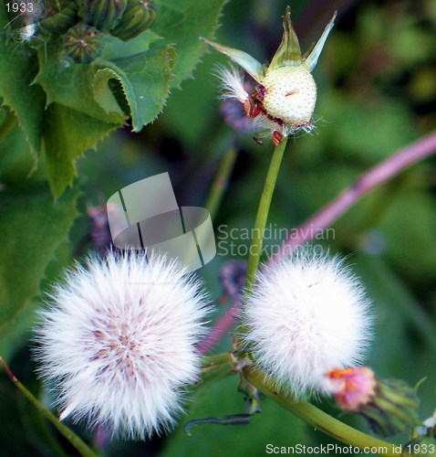 Image of Dandelions