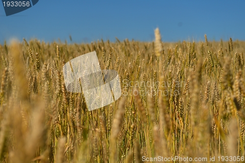 Image of wheat field with blue sky in background