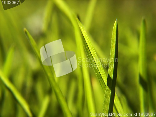 Image of green grass background