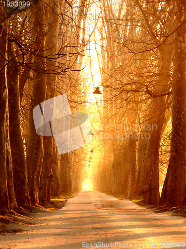 Image of sunrise in beautiful alley