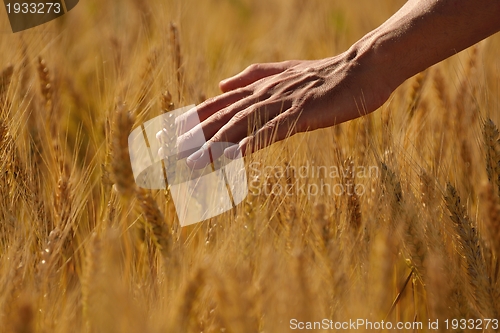 Image of hand in wheat field