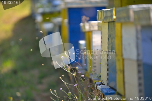 Image of honey bee home in nature