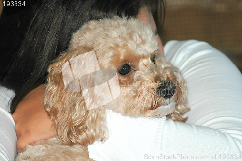 Image of Toy Poodle