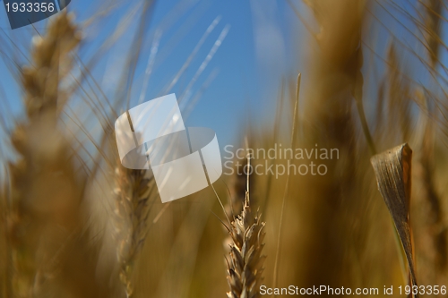 Image of wheat field with blue sky in background