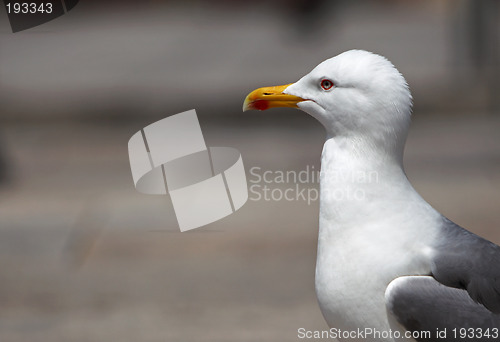 Image of Seagull