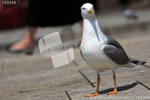 Image of Seagull