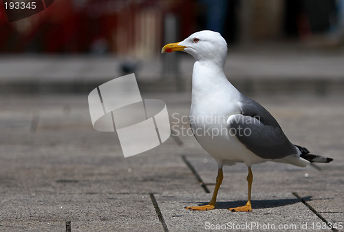 Image of Seagull