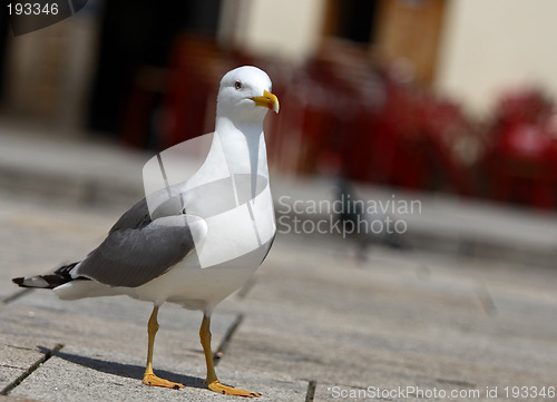 Image of Seagull