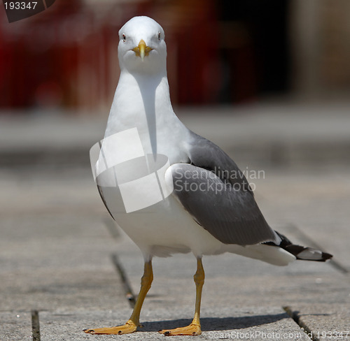 Image of Seagull