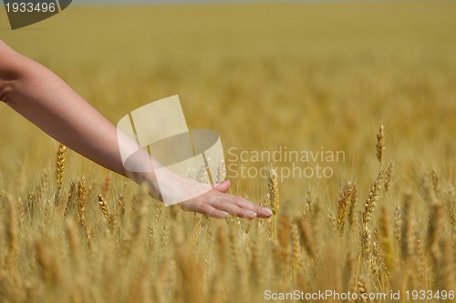 Image of hand in wheat field