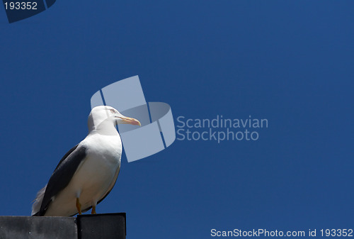 Image of Seagull