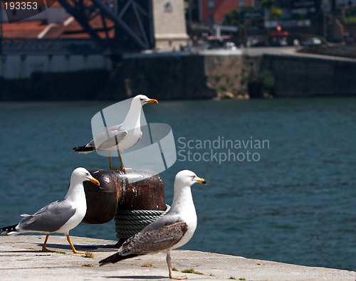 Image of Seagulls