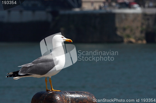 Image of Seagull