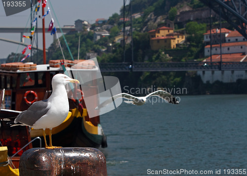 Image of Seagulls