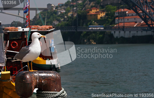 Image of Seagull