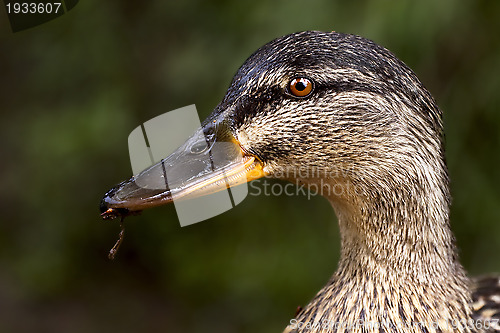 Image of a duck eating