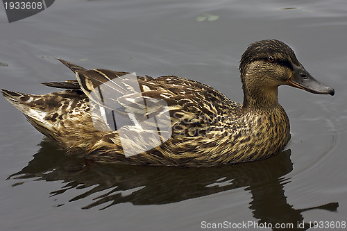 Image of a duck in the lake