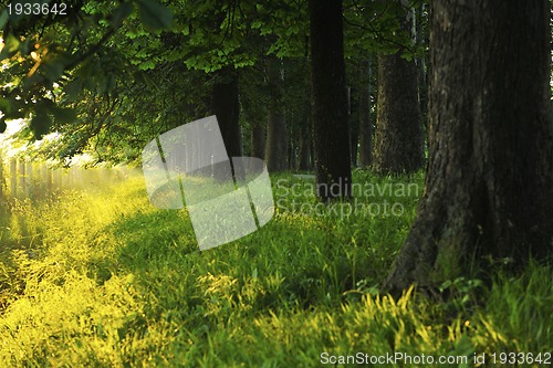 Image of sunrise in beautiful alley