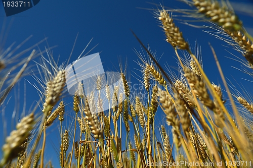 Image of wheat field with blue sky in background