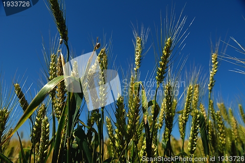 Image of wheat field with blue sky in background