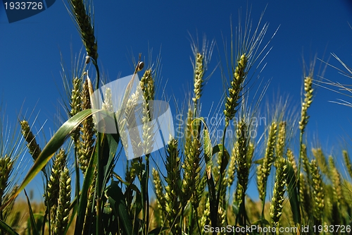 Image of wheat field with blue sky in background