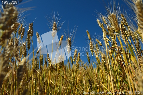 Image of wheat field with blue sky in background