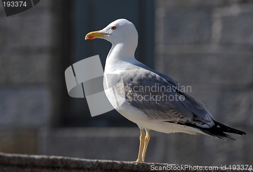 Image of Seagull