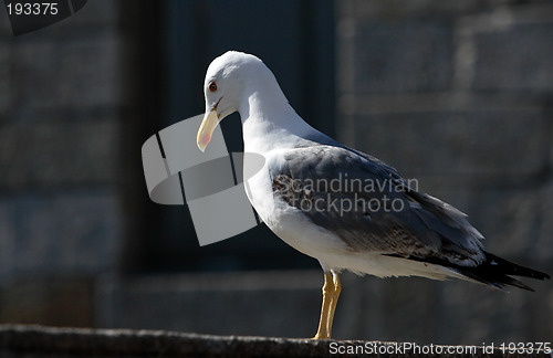 Image of Seagull