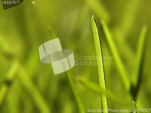 Image of green grass background
