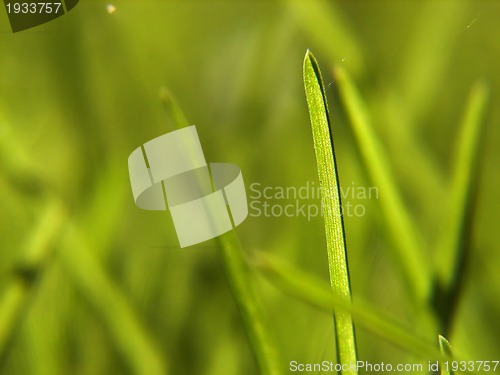 Image of green grass background