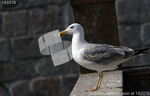 Image of Seagull