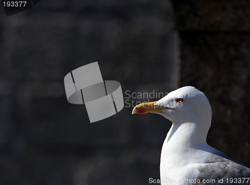 Image of Seagull