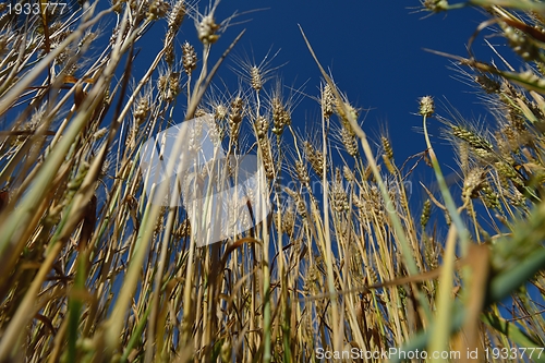 Image of wheat field with blue sky in background