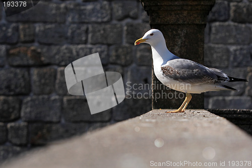 Image of Seagull