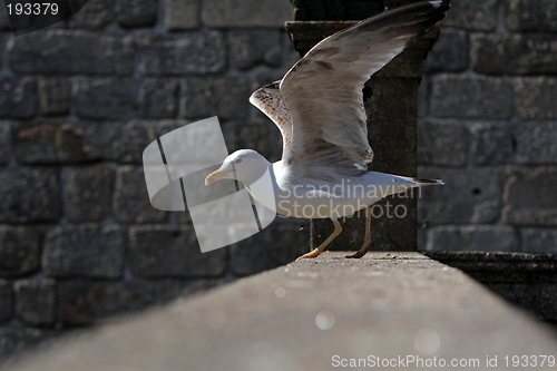 Image of Seagull