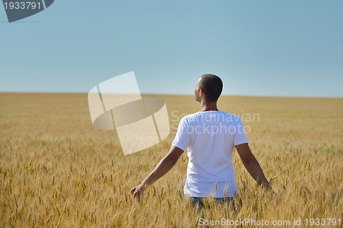 Image of man in wheat field