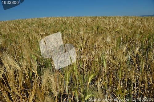 Image of wheat field with blue sky in background