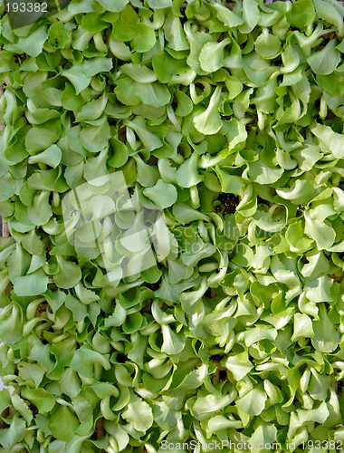 Image of Green carpet