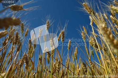 Image of wheat field with blue sky in background