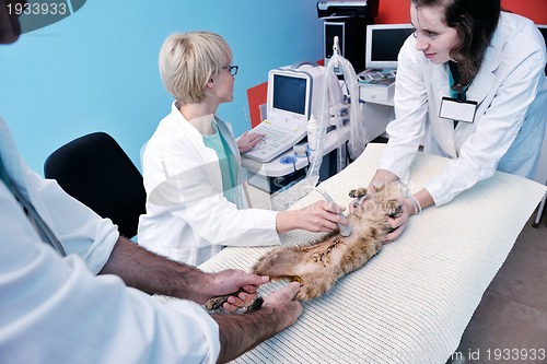 Image of veterinarian and assistant in a small animal clinic