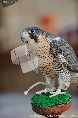 Image of arab falcon bird