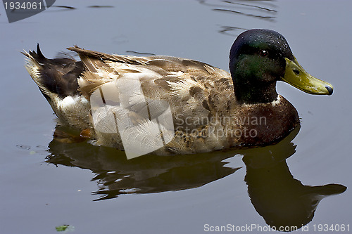 Image of reflex of a duck