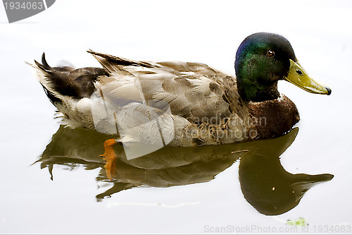 Image of white lake brown duck