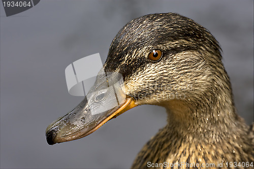 Image of a duck in the lake